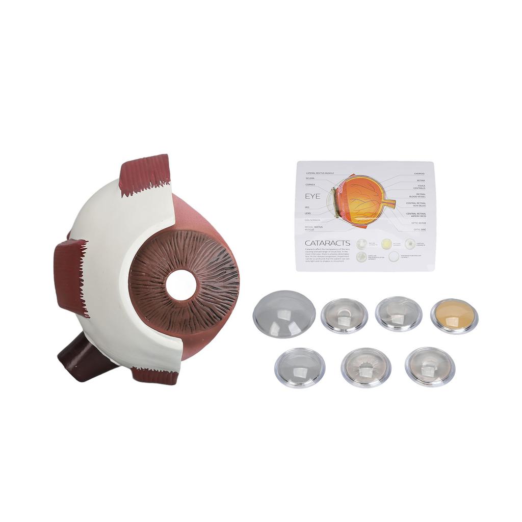 Human Eye Anatomical Model Accurate Display Enlarged Medical Eyeball Explanation Model with Card