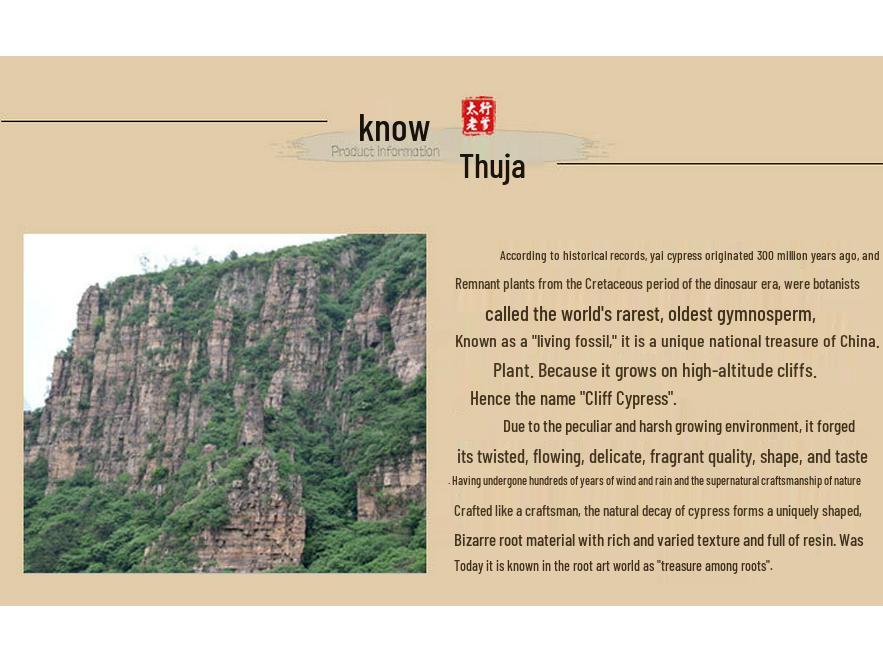 Taihang Cypress Olive Beads Mala Bracelet 1.2x1.7 with 0.6 Spacer Beads for Men & Women