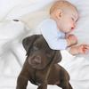 Schokoladen Labrador Überwurf Weiche Komfortdecke zum Lesen Fernsehen