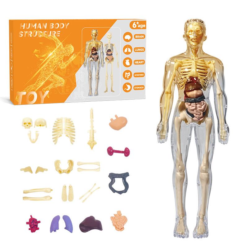 

Structure Body Human Toys Kids Early Educational Model Tool Science Kit Toy Fully Transparent