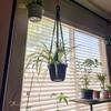 AKEIE Macrame Plant Hanger 3 Pack for Indoor Outdoor Wall Hanging Planter 3 Hooks Hanging Planter Basket Cotton Rope 100cm with Beads No Tassels