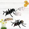5 Stück Insektenlebenszyklus-Phasen Klassenzimmer-Lehrmittel Lernspielzeug für Schüler Lehrer SX