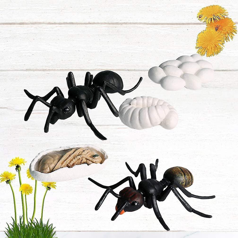 5 Stück Insektenlebenszyklus-Phasen Klassenzimmer-Lehrmittel Lernspielzeug für Schüler Lehrer SX