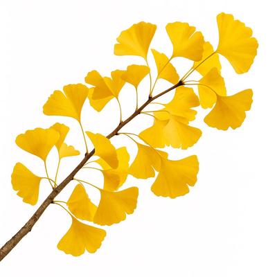 5 Ginkgo Biloba Samen
