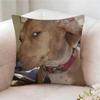 Federa per Cuscino Divertente Meme Cane, Stampata su Entrambi i Lati, Cuscino per Divano, Cuscino per Testiera del Letto
