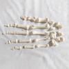 Detachable Full-Body Human Skeleton Model for Teaching & Study