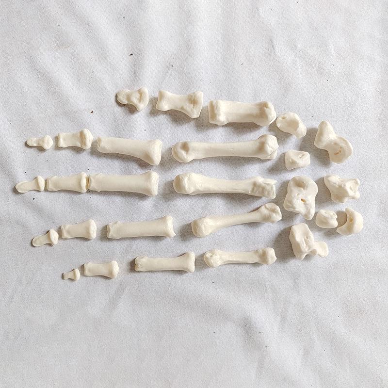 Detachable Full-Body Human Skeleton Model for Teaching & Study