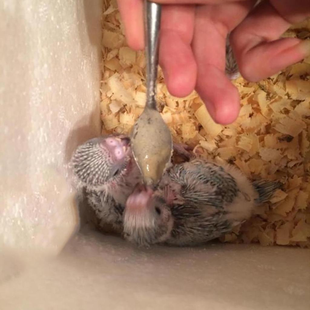 1Pc Durable Metall Haustier Vogel Papagei Fütterung Lebensmittel Milch Pulver Löffel Zubehör Werkzeug