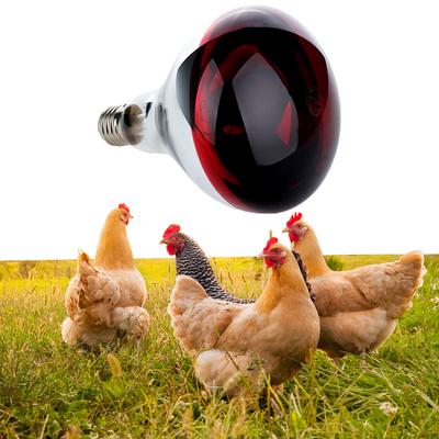 Boskapsdjur – Vårdprodukter