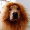 Pet Costume Funny Lion Mane Wig Headgear Hat Halloween Festival Decor for Dog