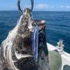 Jackson Clear S Offshore 85mm MCI Micro Sardine