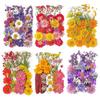 31-35PCS Dried Flower Set Mixed Multiple Pressed Flower Leaves DIY Candle Resin Nails Jewelry Pendant Crafts Art Floral Decors