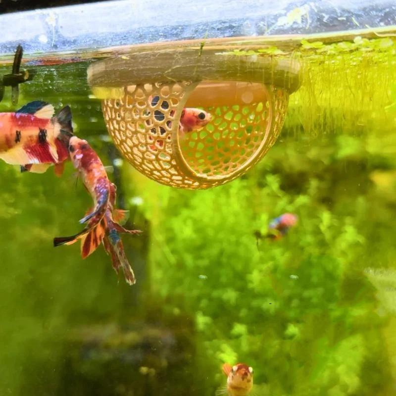 Betta Fish Floating Cave Safe Fish Shrimp Hideout Shelter Hammock Detachable Feeding Ring for Aquarium