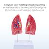 Human Anatomical Lung Model with Detachable Parts Normal Lung Anatomy Model for Clinical Settings and Lecture Report