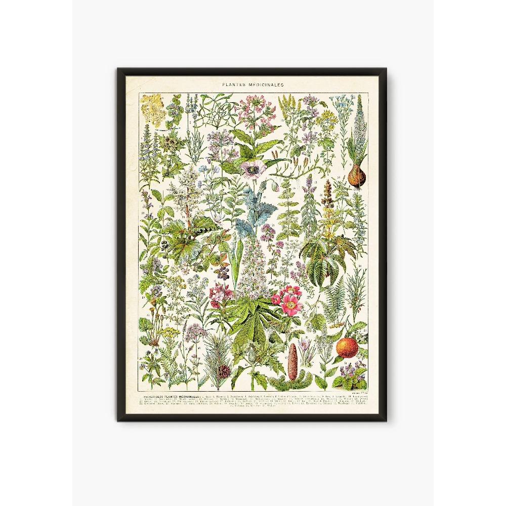 Vintage Antique Book Wall Art Plant Illustration Medicinal Herb Fruit Seaweed Tree Mushroom Canvas Painting Home Decor Gift