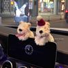 New Plush Puppy Car Decoration Doll Decoration Wiper Turn Signal Switch Decoration Puppy Car Display Screen Decoration