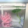 Soft Betta Fish Rest Lotus Leaf Fish Friendly Smooth Surface Stable Suction Cup For Betta Resting Spawning In Aquarium Tanks