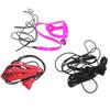 Grey Parrot and Macaw Outdoor Training Flying Leash Harness
