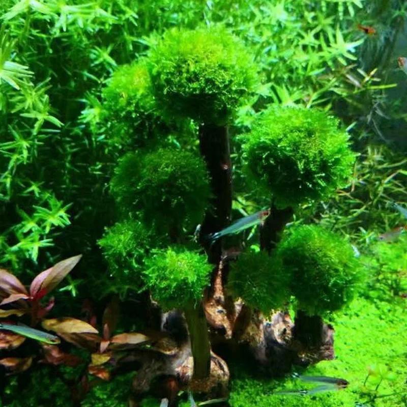 Aquarium Pflanze Moos Baum Landschaftsgestaltung Dekoration Holz Pflanzenwurzel Treibholz Wasserpflanzen Gras Aquarienzubehör (Kein Moos)