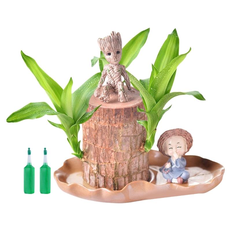 Brazilian Lucky Tree Water Culture Indoor Air Purifier Desk Planter Ceramic White Pot Meditations Decors