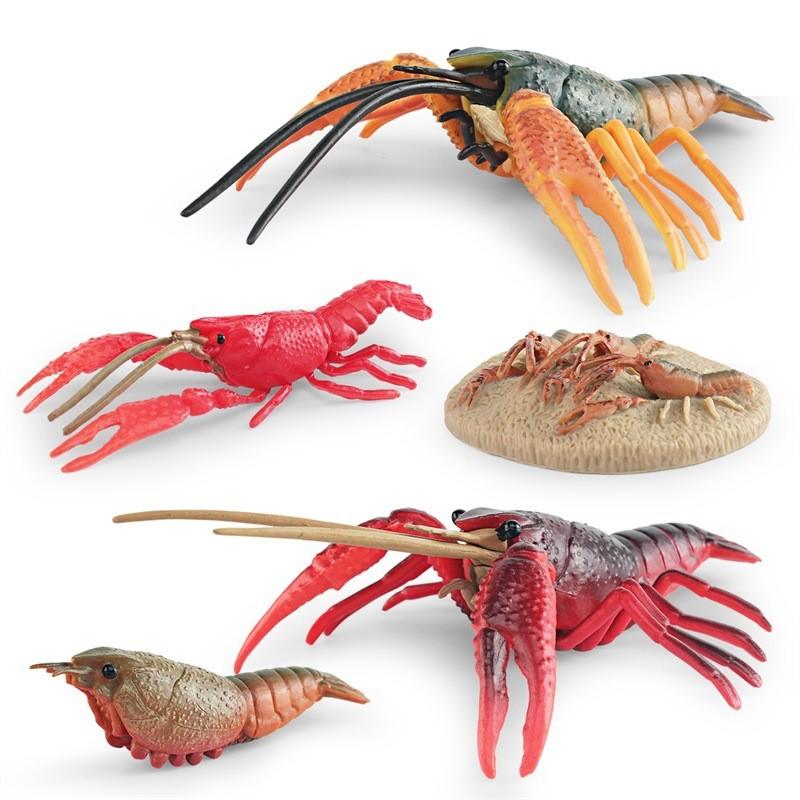 Vibrant Plastic Lobster Lifecycle Model Educational Toy Perfect For Marine Biology Studies