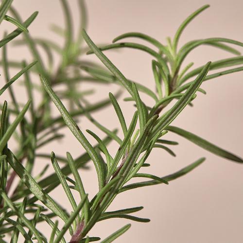 Kaine Rosemary Relief Gel Cleanser  150ml 