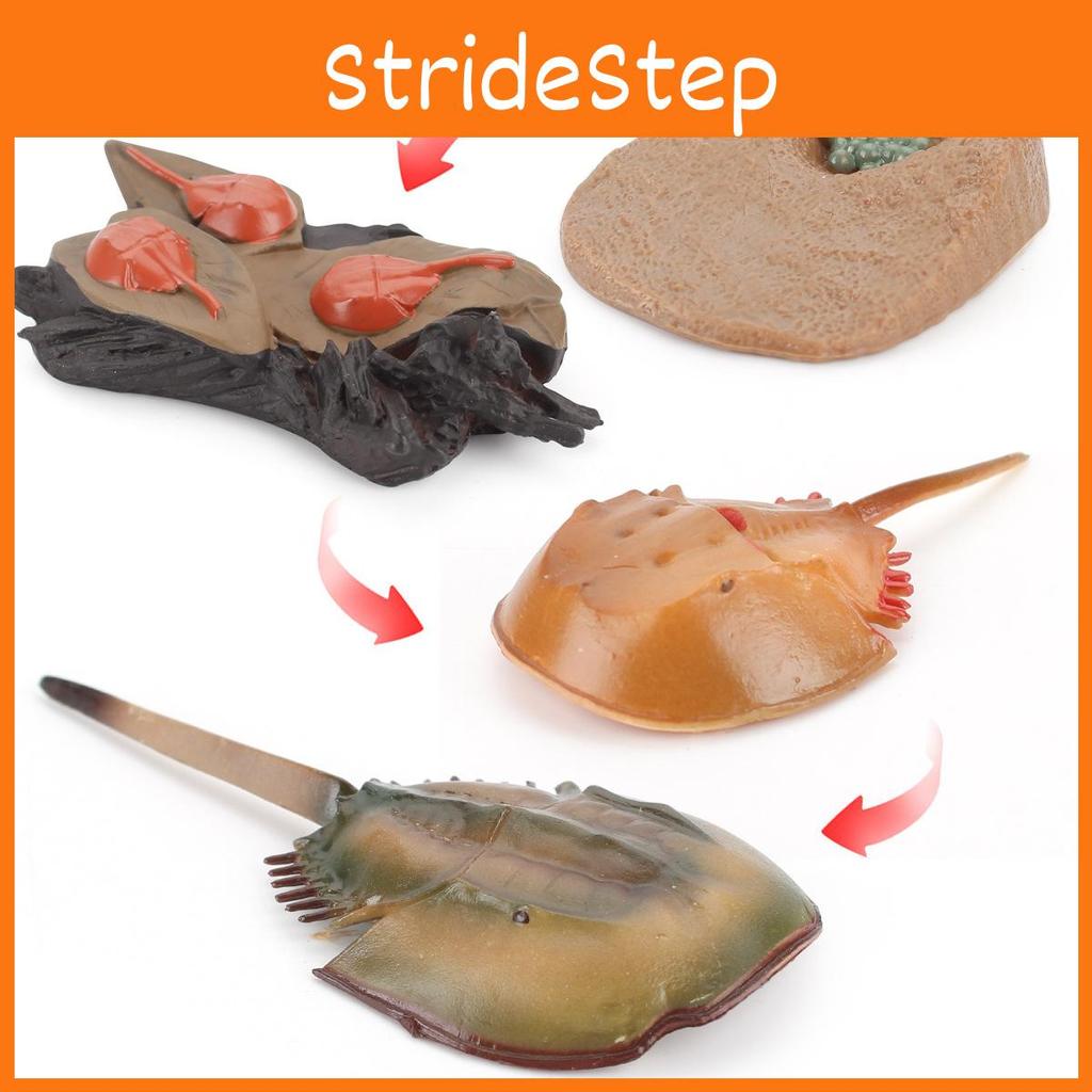 Childrens Educational Animal And Insect Growth Cycle Pvc Earthworm Octopus Model Set For Kids Learning And Activities