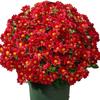 Waterdichte en Winddichte Imitatie Chrysanten Bloemen Kleurrijke Margrieten Bloemenarrangement Huis Portiek Decoratie