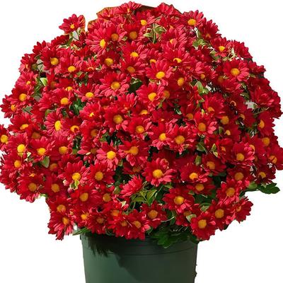 Waterproof and Windproof Imitation Chrysanthemums Flower Colorful Dasies Floral Arrangement Home Porch Decoration