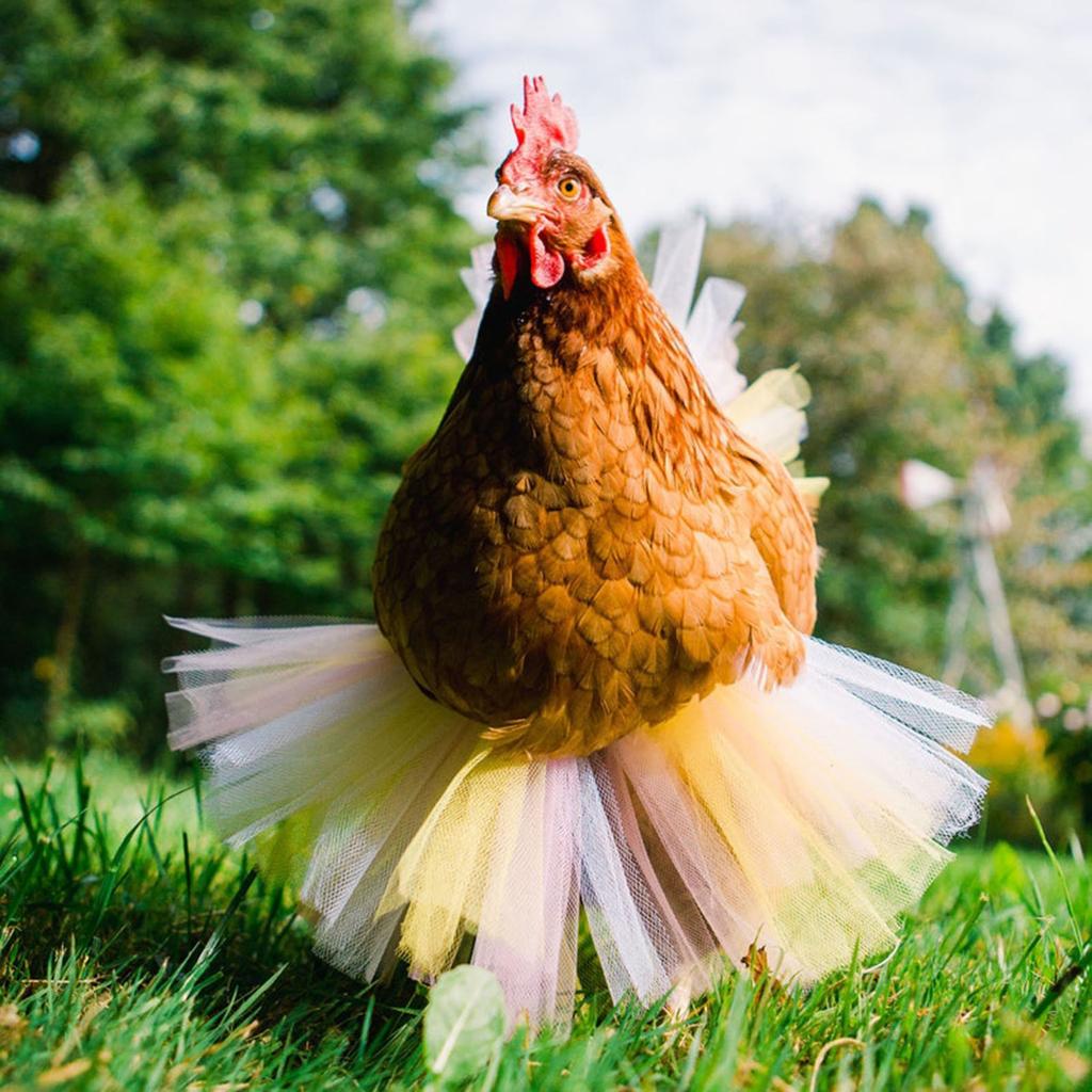 Chicken Skirt Pet Skirt Chicken Ballet Skirt Princess Mesh Skirt Colorful Chicken Skirt