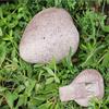 Realistic Disguised Rock Key Storage Box Resin Fake Rock Statue Decoration  Patio