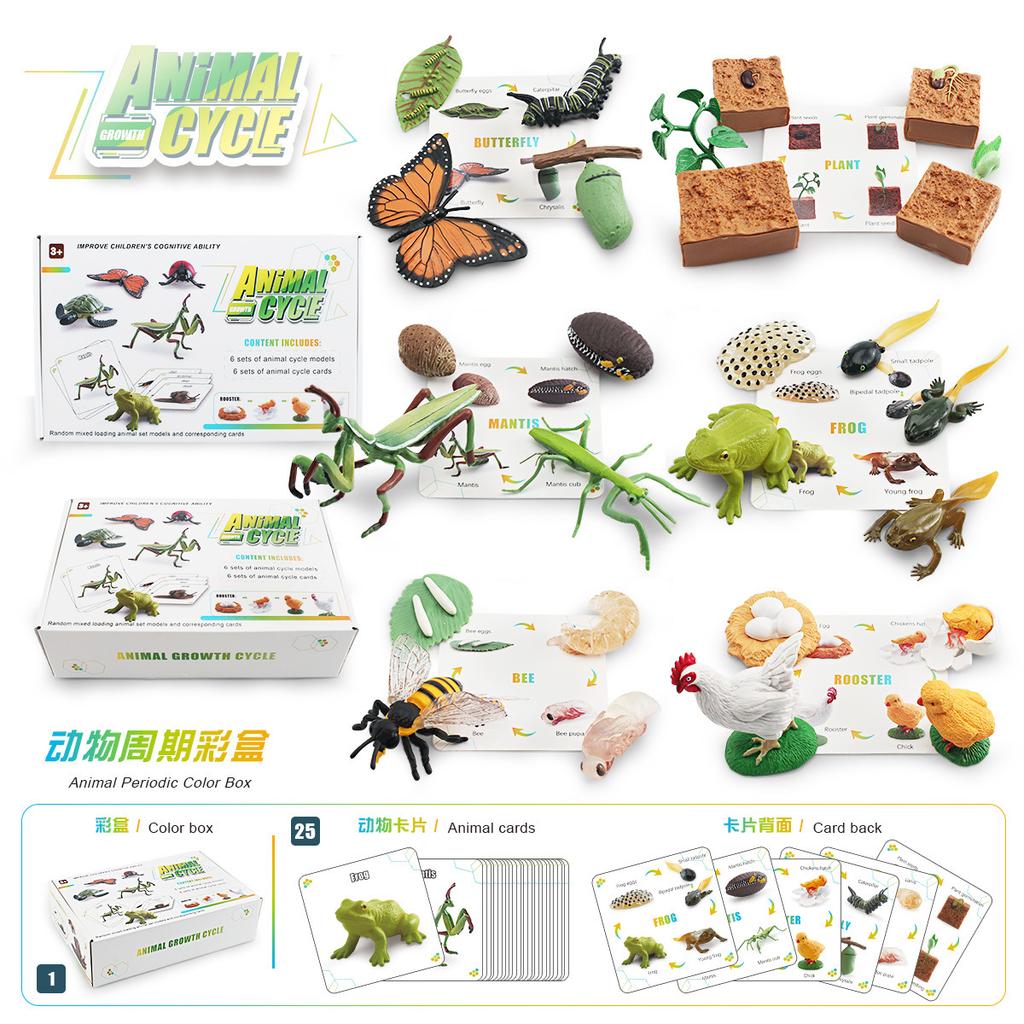 25 Simulated Insect Growth Cycle Card Set Plant Bee Butterfly Frog Mantis Model Ornament Toy