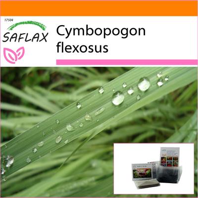 Garden in the Bag – Zitronengras – 50 Samen – Mit Substrat im passenden Standbeutel – Cymbopogon flexosus