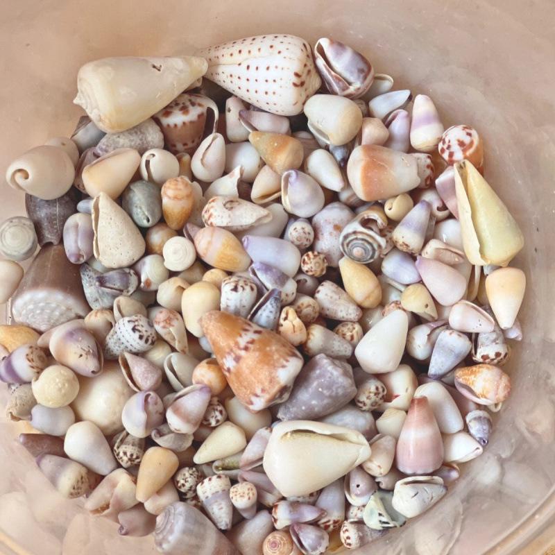 Handmade Mini Seashell Ornaments: Conch Photo Frame, Storage Box, Fish Tank Decor