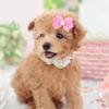 20Pcs Non-elastic Dog Hair Flower Bow Shape Pet Lace Headwear Pet Bow Hair Band  Daily Decoration