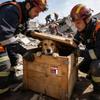 Pet Rescue Safety Alarm Sticker Fire Pet Safety Warning Alert Sticker High-Visibility Alarm Cling for Home Window Door Crate