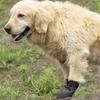 Pets Dog Shoes Do Not Fall Off Summer Breathable Soft Sole Small Puppy Footwear Anti-dirty Non-slip Wear-resistant Pet