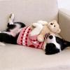 Warm Pet Knit Sweater For Dogs & Cats - Winter Cozy Clothing With Adorable Heart Pattern For Small Medium Pet