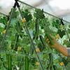 Plant Trellis with Net Sturdy Garden Frame Modular for Growers