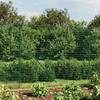 Wire Mesh Fence and Anchor Post 1.4x10m