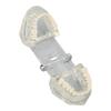 Transparent Dental Model Clear Structure Educational Dental Teeth Display Model for Dental Clinic