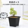 Kasanidika Seedling Set of X for Succulents and Houseplants Slits To Prevent Root Durable PP Indoor Gardening Pots, 40, 8.8cm 8cm, - Rot, Plastic,