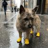 4PCS Adjustable Dog Foot Cover Breathable Anti-slip Pet Socks Pet Supplies Dog Mesh Shoes  Snow