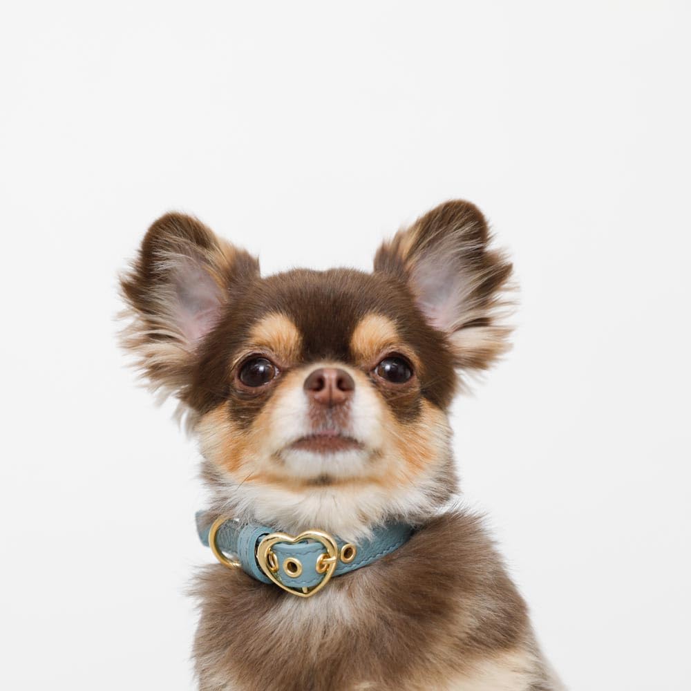 Kožený obojek pro malé psy s přezkou ve tvaru srdce z pravé hovězí kůže, nastavitelný, ideální na procházky a výlety monchéri [Zmenšený obojek] (S/Mocha)