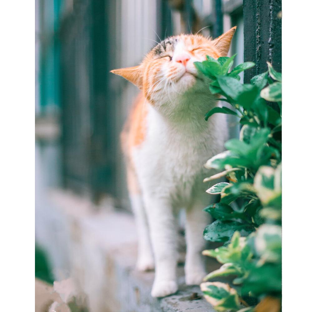 DIY Diamond Painting 5D Animal Full Round Diamond Mosaic Cat Embroidery Home Decoration Sale