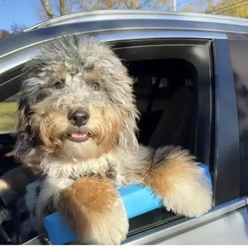 Eva Auto Fenstertiere Kinnstützkissen Weicher Hunde Auto Fensterrand Kinnhalter Tragbares Auto Fensterkissen Zum Schutz Von Haustieren Kinn Pfote