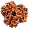 Indian Traditional 3 Mukhi Rudraksh Colour Brown & Size 16-22mm AN2893