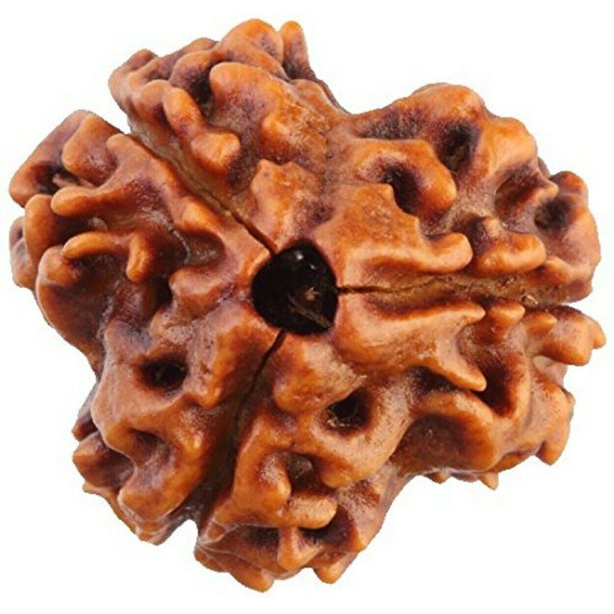 

Indian Traditional 3 Mukhi Rudraksh Colour Brown & Size 16-22mm AN2893