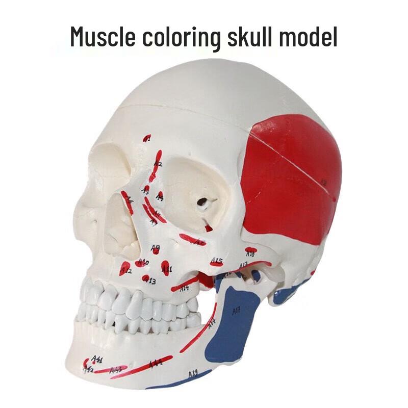 Human Skull Model with Detachable Brain