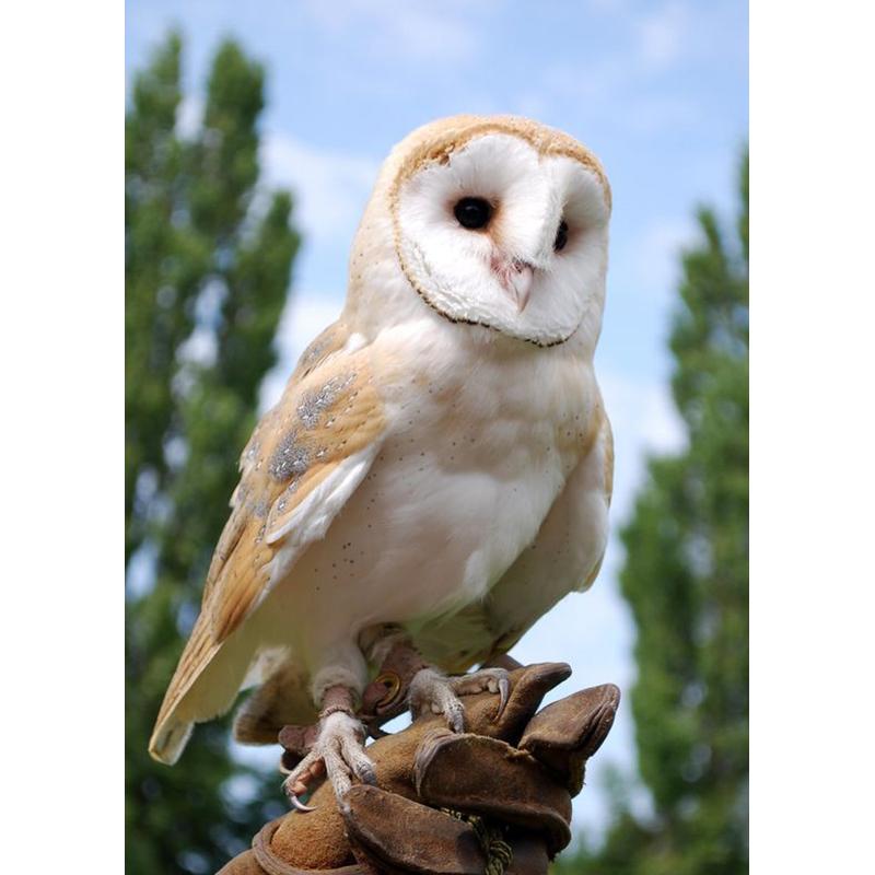 

Diy Сова 5d алмазная живопись полная круглая дрель мозаика животные птицы алмазная вышивка наборы крестиков домашний декор настенный художественный подарок Full Round 20x30CM